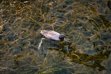 migratory birds Coot