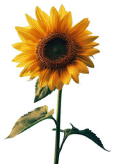 Obraz premium Sunflower in the style of silkscreen plant inflorescence asterales.
