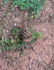 Pine cone on the ground