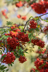 Sorbus aucuparia moutain-ash rowan tree branches with green leaves and red pomes berries on branches