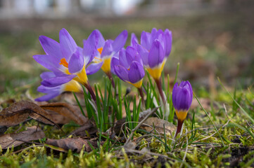 Field of flowering crocus vernus sieberi tricolor plants, group of bright colorful purple yellow...