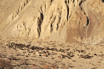 Many black goats and their herder in the dry, desertlike landscape of Mustang, between Muktinath and Kagbeni, Annapurna Circuit Trek, Nepal