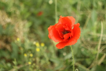 red poppy flower