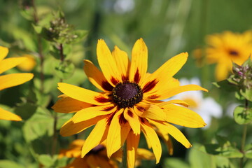 Sweden. Rudbeckia hirta, commonly called black-eyed Susan, is a North American flowering plant in the family Asteraceae, native to Eastern and Central North America.