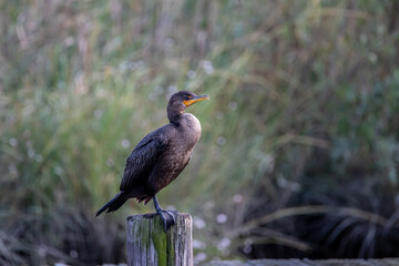 Side View of Double-crested Cormorant on Post