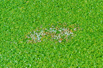 A continuous layer of floating algae Lemna and Wolffia on the surface of a eutrophic lake