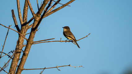 Eastern Kingbird Perched on Tree Branch with Blue Sky Background