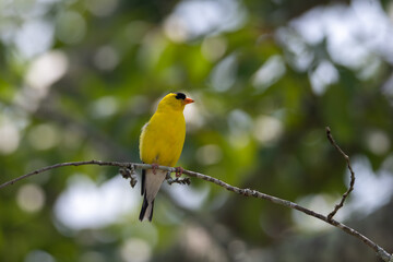 Obraz premium Front View of Male American Goldfinch Perched on Tree Branch