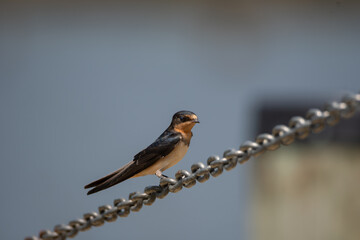Barn Swallow Perching on a Boat Chain at Dock
