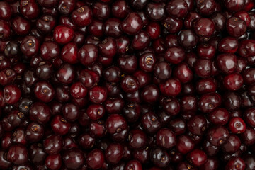 Berry background from ripe cherries