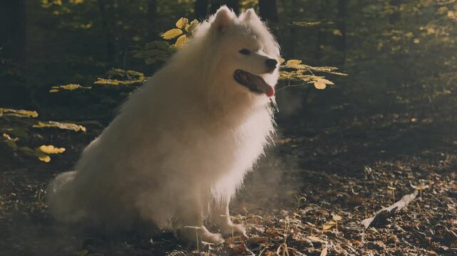 portrait of cute fluffy samoyed dog in sunny forest
