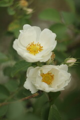 White rose flower