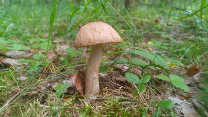 An edible mushroom - a brown cap boletus (birch mushroom) - grows in the forest among the dry branches, fallen leaves, grass, moss and strawberry bushes There are trees all around. Warm summer weather