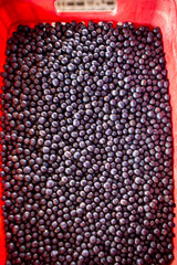 Closeup of fresh acai berry fruits in amazon rainforest, Brazil. Selective focus. Concept of super food, ecology, environment, vitamin, healthy, biodiversity, background, pattern. Euterpe oleracea.	