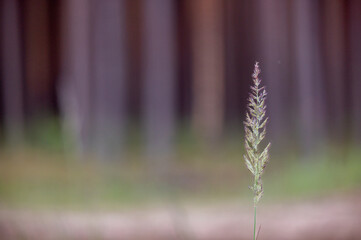 Obraz premium Agrostis or Calamagrostis Purpurea Close Up Grass in Blurry Background. Grass is Growing in Lithuanian Forest. Also Known as Scandinavian Small-Reed