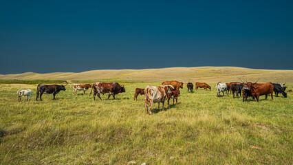 Home on the range, a herd of Texas Longhorns grazes the prairie grasslands somewhere near Rosefield, Saskatchewan, Canada.