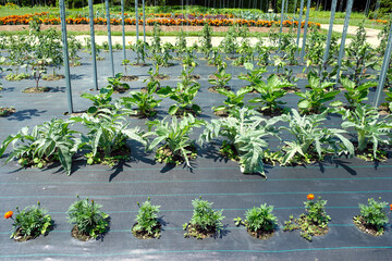 A vegetable garden maximizes its yields using a geotextile mulch and companion planting. 