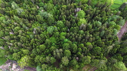 Wald von oben