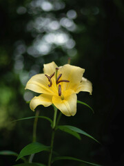 Einzelblüte gelbe Lilie, Lichtspiel