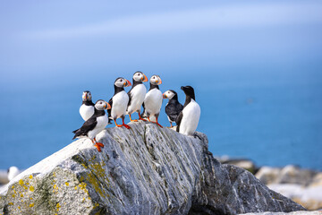 Six puffins and one razor back perched on a rock
