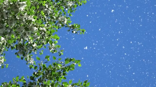 Poplar branches with cotton - pubescent seeds against the blue sky, flying fluff, seasonal allergen.
