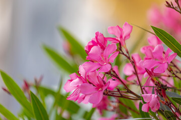 Selective focus of bush of beautiful purple pink flowers with green leaves in the garden, Nerium...