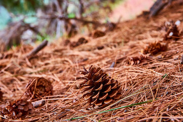 Serene Pine Cone on Forest Floor Close-Up, Smith Rock State Park