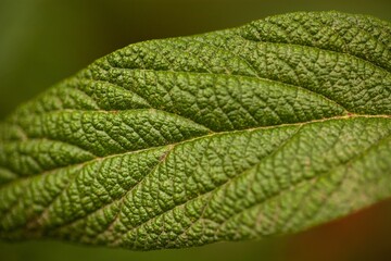 Green leaf with macro texture. Plant on  agricultural field