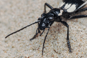 ein raubkäfer aus afrika auf sand in der wüste, anthia sexmaculata