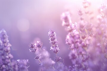 Naklejka premium A calming and serene image with a soft, lavender background that evokes a sense of dreaminess and ethereal quality. Perfect for relaxation and meditation.
