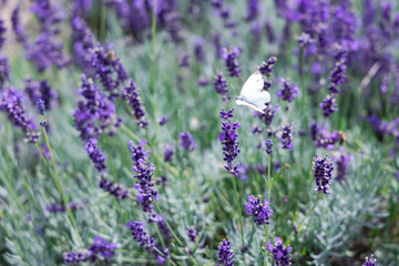 Blooming violet lavender field with a white butterfly on a flower in summer sunny morning. Latvian rural region.