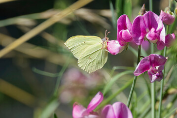 Common brimstone butterfly (Gonepteryx rhamni) sitting on a pink flower in Zurich, Switzerland