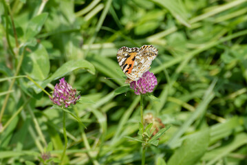 Painted Lady (Vanessa Cardui) Butterfly perched on pink flower in Zurich, Switzerland
