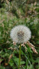 dandelion