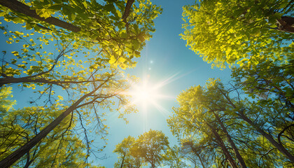 Fototapeta premium Spring trees with young green foliage in deciduous forest to look in the top on a blue sky with sun glare. Seasonal landscape. The sun's rays make their way through the leaves of trees.