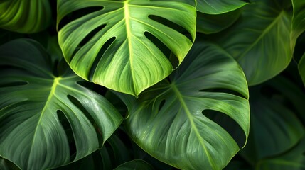 Macro shot of a rare Philodendron with its elongated leaves