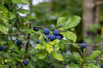 A cluster of blueberries hanging from a tree