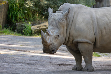 Fototapeta premium Close up of a rhino in the zoo