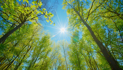 Obraz premium Spring trees with young green foliage in deciduous forest to look in the top on a blue sky with sun glare. Seasonal landscape. The sun's rays make their way through the leaves of trees.