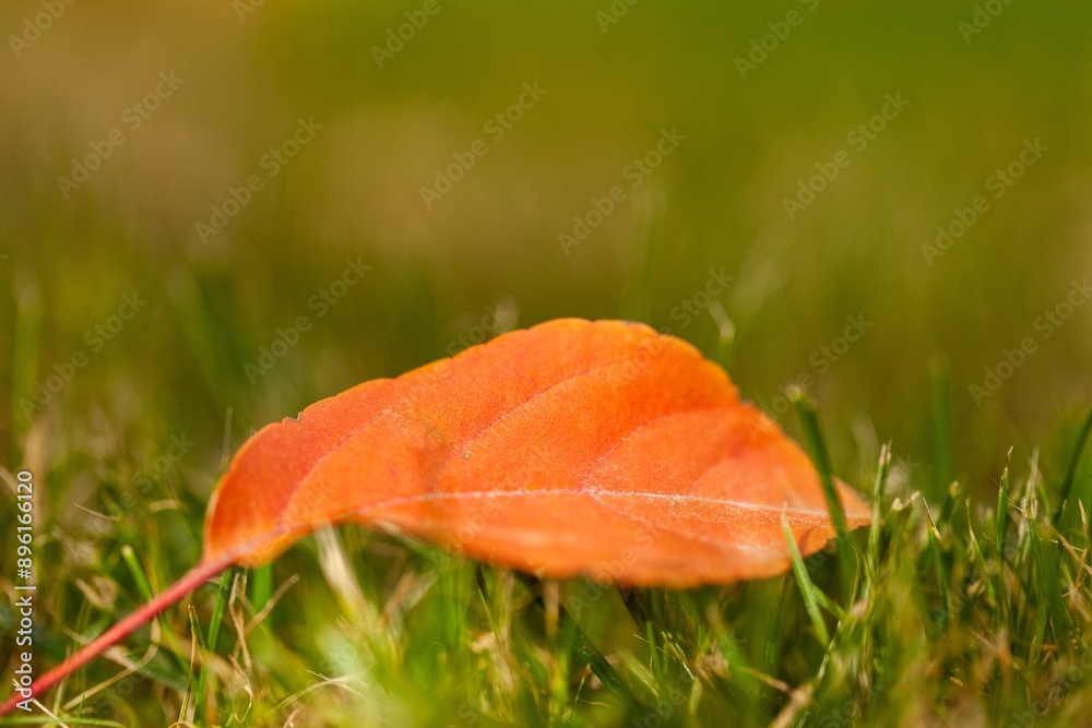 Poster Autumn dry colorful Leaves in park.