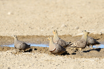Namaqua Sandgrouse drinking at Cubitje Quap waterhole