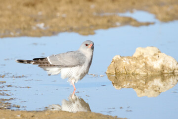 Adult Gabar Goshawk at Cubitje Quap near Nossob