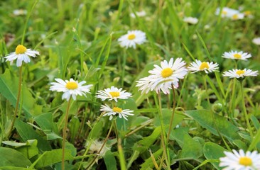 Close-up on blooming daisy flowers on a field