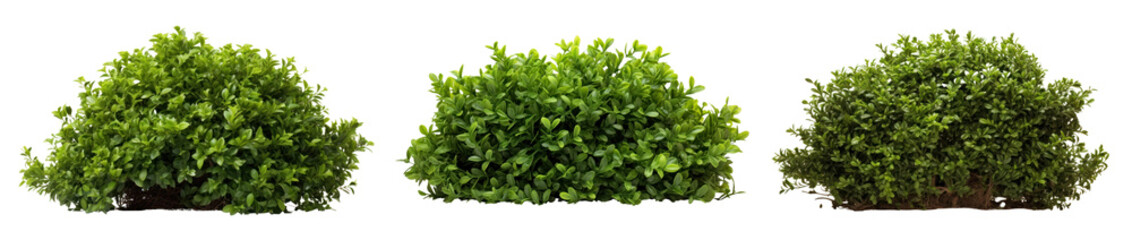 Obraz premium Garden bush png cut out element set