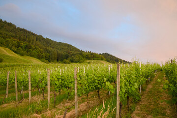 Obraz premium Wine Vineyards in Scenic Rebland Baden-Baden Countryside at Sunset
