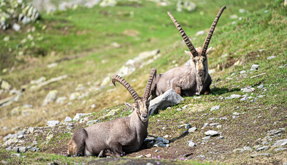 Alpine ibexes in the wilderness at Nufenen pass, Ulrichen, Valais, Switzerland, Europe