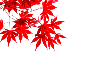 Red colorful autumnal maple leaves in fall isolated on transparent background - Autumn concept