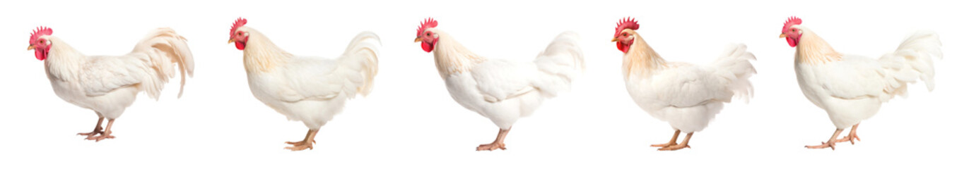 Fototapeta premium Chicken png cut out element set