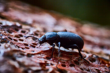 Black Beetle on Textured Tree Bark Close-Up