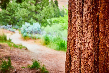 Rugged Pine Tree Bark with Verdant Trail Background at Eye Level